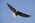 Latest_posts_thumb_avatar-raburns