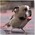 Latest_posts_thumb_avatar-prospertute