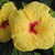 Comment_thumb_avatar-sunshine