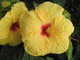 Forum_avatar_avatar-sunshine