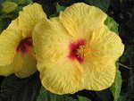 Profile_badge_avatar-sunshine
