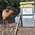 Latest_posts_thumb_avatar-artwolf