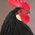 Latest_posts_thumb_1385320127-avatar-denverrooster