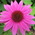 Latest_posts_thumb_1384023359-avatar-moonbeagle