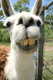 Forum_avatar_avatar-inamiks