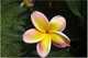 Forum_avatar_avatar-tjewel