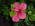 Latest_posts_thumb_avatar-pdebra