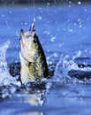 Profile_badge_avatar-premiumproperty