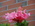 Latest_posts_thumb_avatar-lschiff7