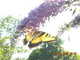 Forum_avatar_avatar-gerken