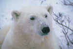 Profile_badge_avatar-georges