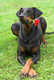 Forum_avatar_avatar-caroline