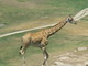 Forum_avatar_avatar-ellen888
