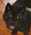 Latest_posts_thumb_avatar-upgrealestate