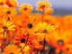 Forum_avatar_avatar-dolcecasaitaly