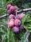 Colleague_thumb_avatar-robinr