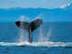 Forum_avatar_avatar-nilk