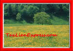 Profile_badge_avatar-taxlienexpress