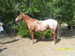 Colleague_thumb_avatar-horse_sense