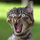 Forum_avatar_avatar-jinksy