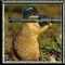 Colleague_thumb_avatar-nihow