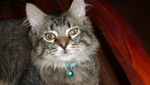 Profile_badge_avatar-rentalrick