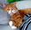 Latest_posts_thumb_avatar-meow