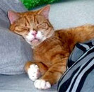 Profile_badge_avatar-meow