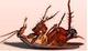 Forum_avatar_avatar-lordofthepests