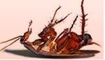 Profile_badge_avatar-lordofthepests