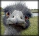 Forum_avatar_avatar-winstrol