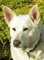 Colleague_thumb_avatar-whitedogr