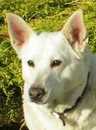 Profile_badge_avatar-whitedogr