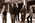 Latest_posts_thumb_avatar-idealcapital
