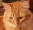 Colleague_thumb_avatar-opie