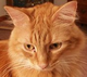 Forum_avatar_avatar-opie