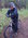 Latest_posts_thumb_avatar-gfonline