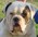 Latest_posts_thumb_avatar-grazingbulldog