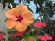 Forum_avatar_avatar-prc