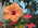 Latest_posts_thumb_avatar-prc