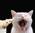 Latest_posts_thumb_avatar-wpsafko