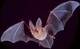 Forum_avatar_avatar-mikeybat
