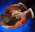 Latest_posts_thumb_avatar-harmonre