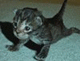 Forum_avatar_avatar-theruizfamily