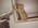 Latest_posts_thumb_avatar-lambchop