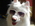 Latest_posts_thumb_avatar-pickit