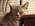 Latest_posts_thumb_avatar-cellcounter