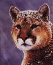 Profile_badge_avatar-pumacat
