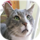 Forum_avatar_avatar-meowtalk