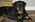 Latest_posts_thumb_avatar-rottylover